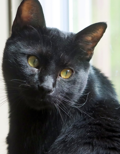 Nico, an adoptable Domestic Short Hair in Portland, OR, 97221 | Photo Image 3