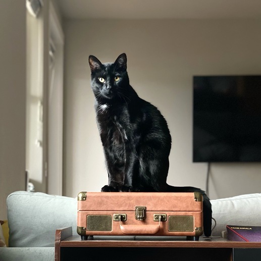 Nico, an adoptable Domestic Short Hair in Portland, OR, 97221 | Photo Image 4