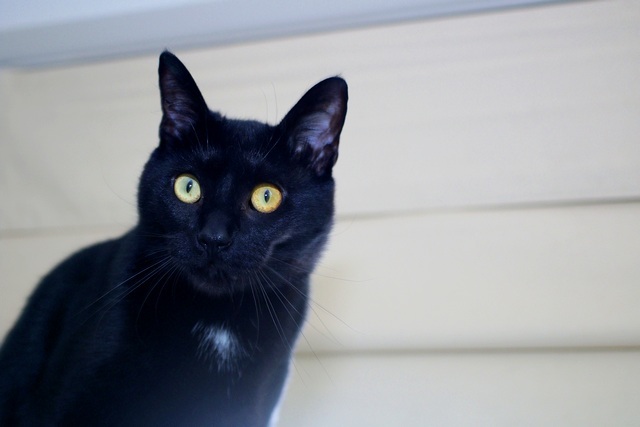 Nico, an adoptable Domestic Short Hair in Portland, OR, 97221 | Photo Image 5