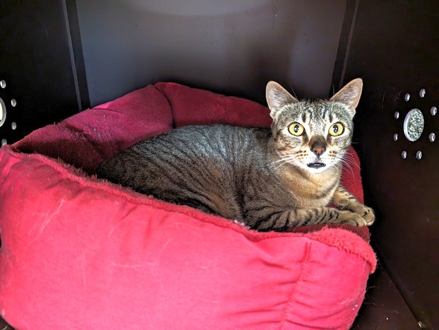 Nova, an adoptable Domestic Short Hair in Portland, OR, 97221 | Photo Image 1