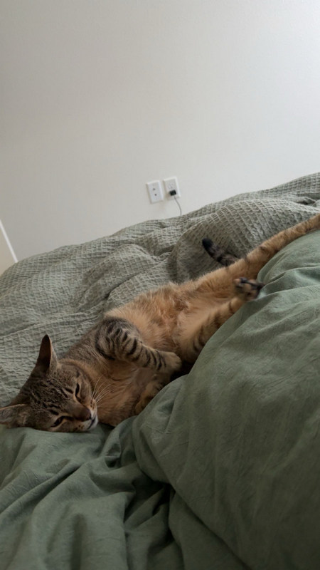 Nova, an adoptable Domestic Short Hair in Portland, OR, 97221 | Photo Image 3