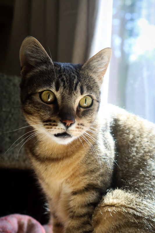 Nova, an adoptable Domestic Short Hair in Portland, OR, 97221 | Photo Image 4