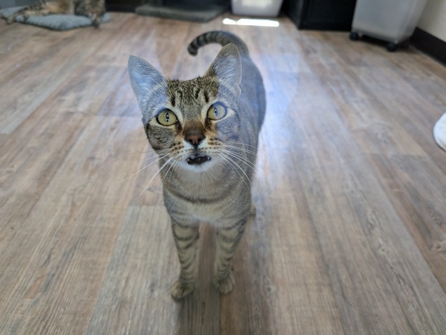 Nova, an adoptable Domestic Short Hair in Portland, OR, 97221 | Photo Image 5