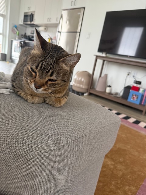 Nova