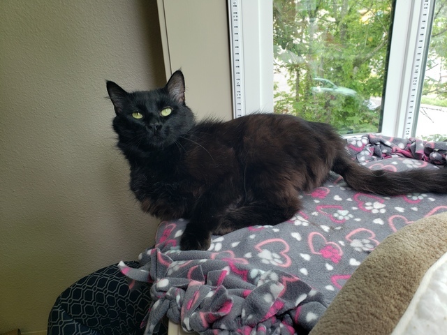 Leonard, an adoptable Domestic Medium Hair in Portland, OR, 97221 | Photo Image 1