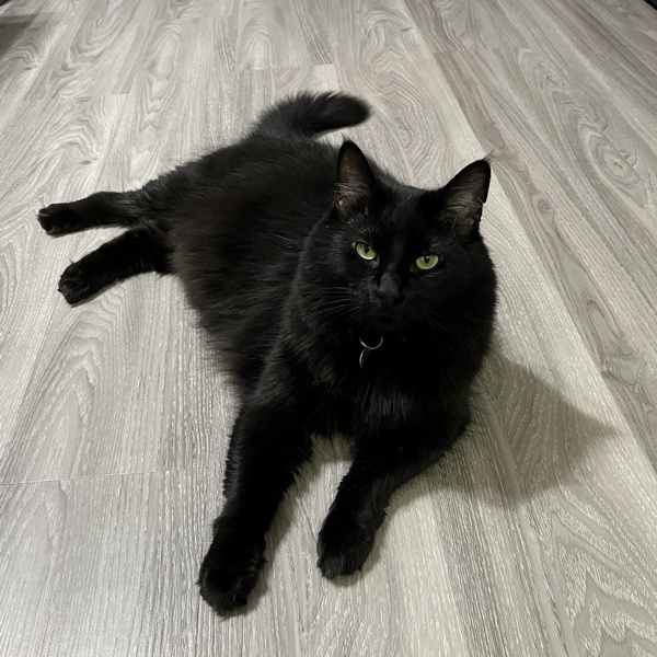 Leonard, an adoptable Domestic Medium Hair in Portland, OR, 97221 | Photo Image 1