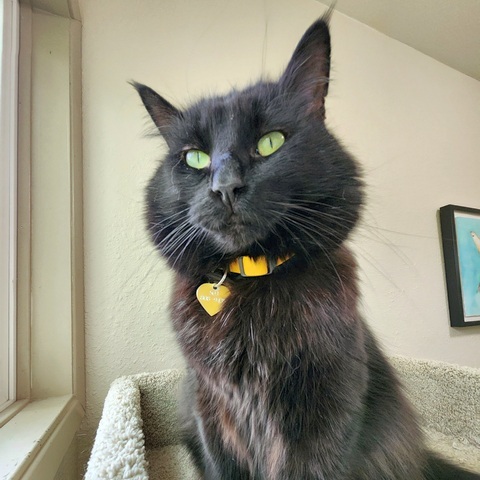 Leonard, an adoptable Domestic Medium Hair in Portland, OR, 97221 | Photo Image 1