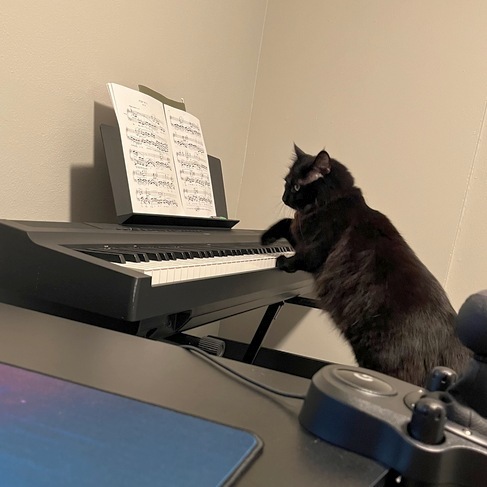 Leonard, an adoptable Domestic Medium Hair in Portland, OR, 97221 | Photo Image 2