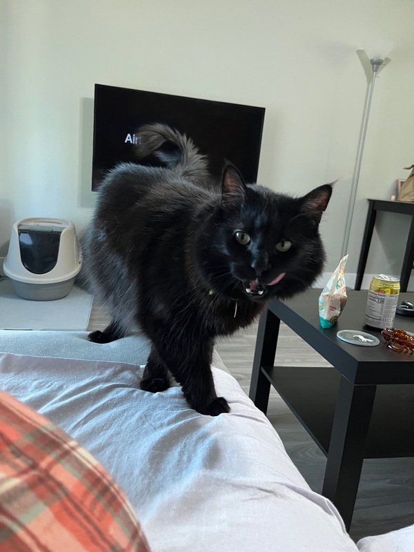 Leonard, an adoptable Domestic Medium Hair in Portland, OR, 97221 | Photo Image 3