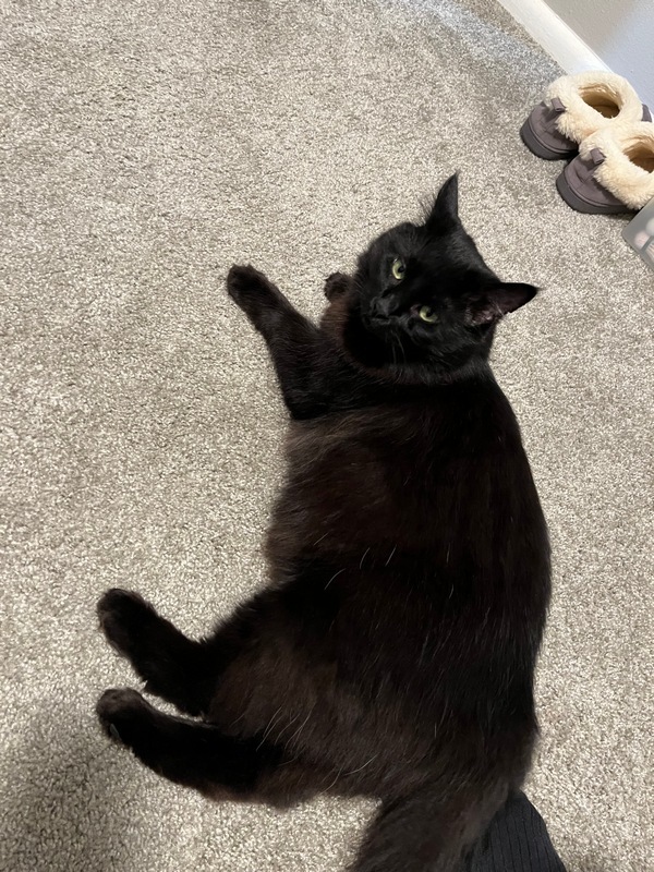 Leonard, an adoptable Domestic Medium Hair in Portland, OR, 97221 | Photo Image 5