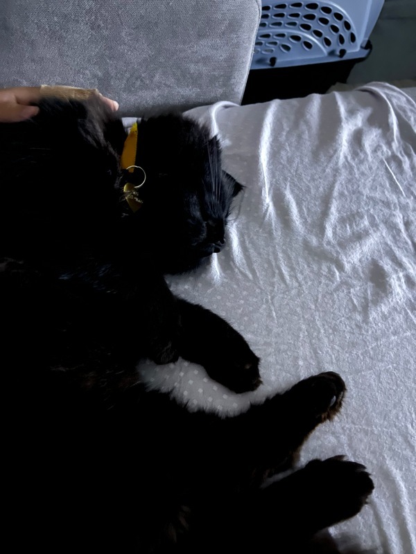 Leonard, an adoptable Domestic Medium Hair in Portland, OR, 97221 | Photo Image 6