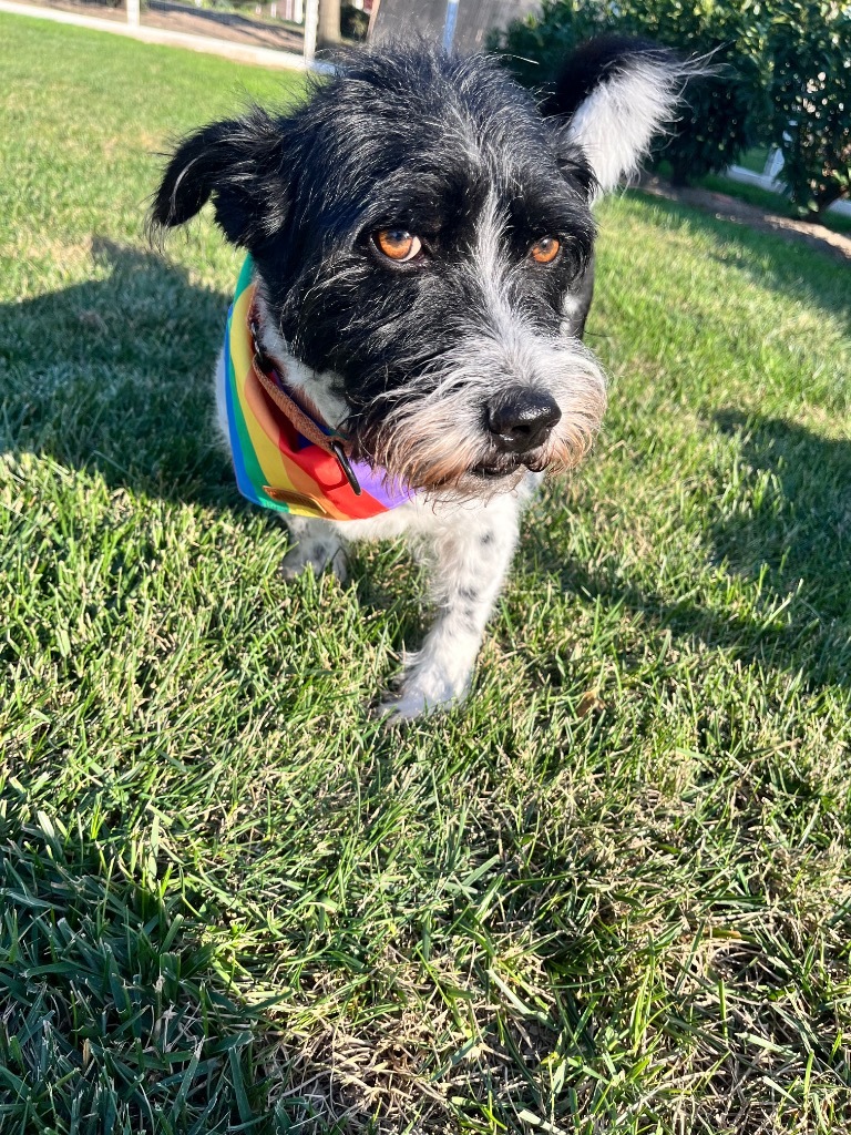 Jack, an adoptable Jack Russell Terrier, Schnauzer in Effingham, IL, 62401 | Photo Image 1