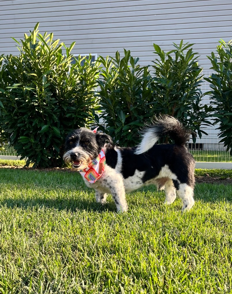 Jack, an adoptable Jack Russell Terrier, Schnauzer in Effingham, IL, 62401 | Photo Image 3