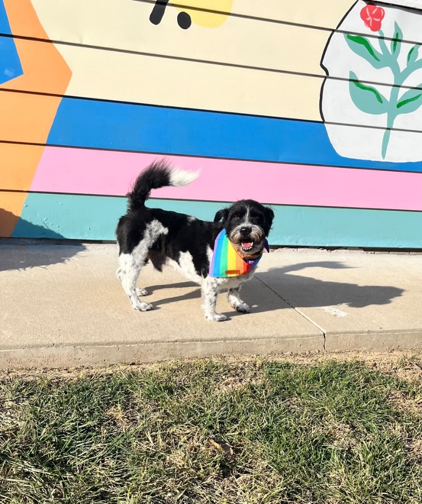 Jack, an adoptable Jack Russell Terrier, Schnauzer in Effingham, IL, 62401 | Photo Image 4