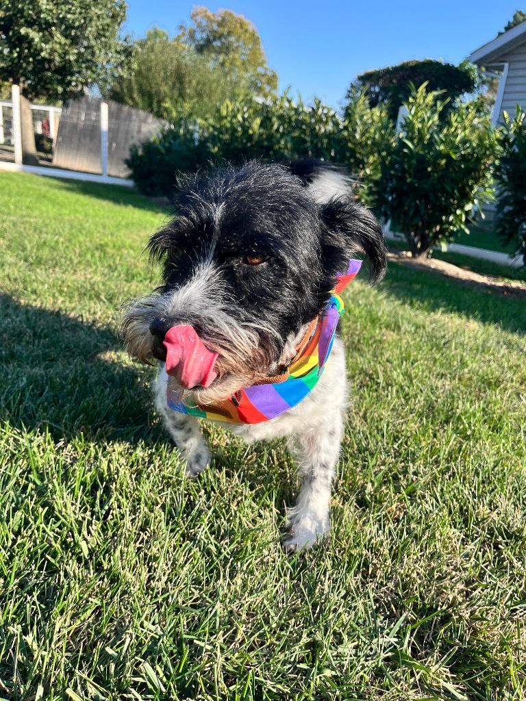 Jack, an adoptable Jack Russell Terrier, Schnauzer in Effingham, IL, 62401 | Photo Image 5