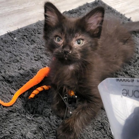 Midnight, an adoptable Domestic Short Hair in Cody, WY, 82414 | Photo Image 1