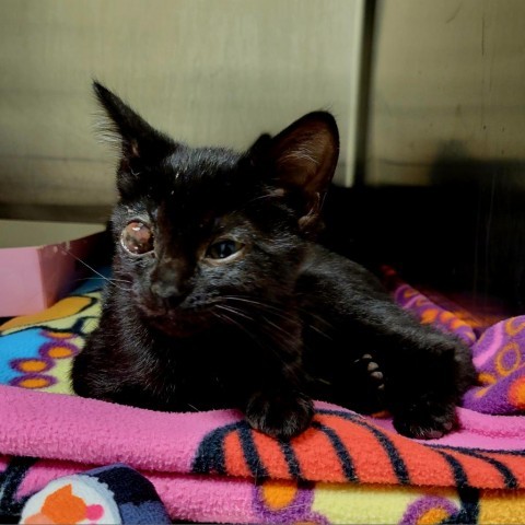 Thaddeus, an adoptable Domestic Short Hair in Cody, WY, 82414 | Photo Image 2