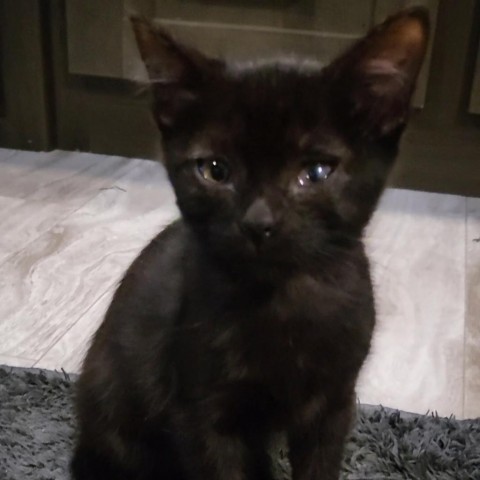 Eve, an adoptable Domestic Short Hair in Cody, WY, 82414 | Photo Image 1