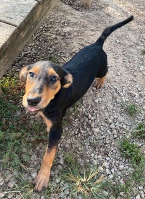Sophia, Young Female Airedale Terrier
