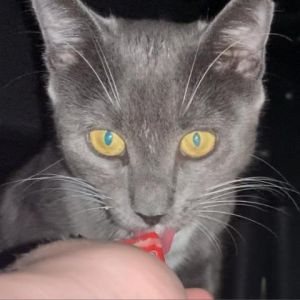 Hope, Adult Female Russian Blue