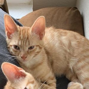 Johnny, Adult Male Domestic Short Hair