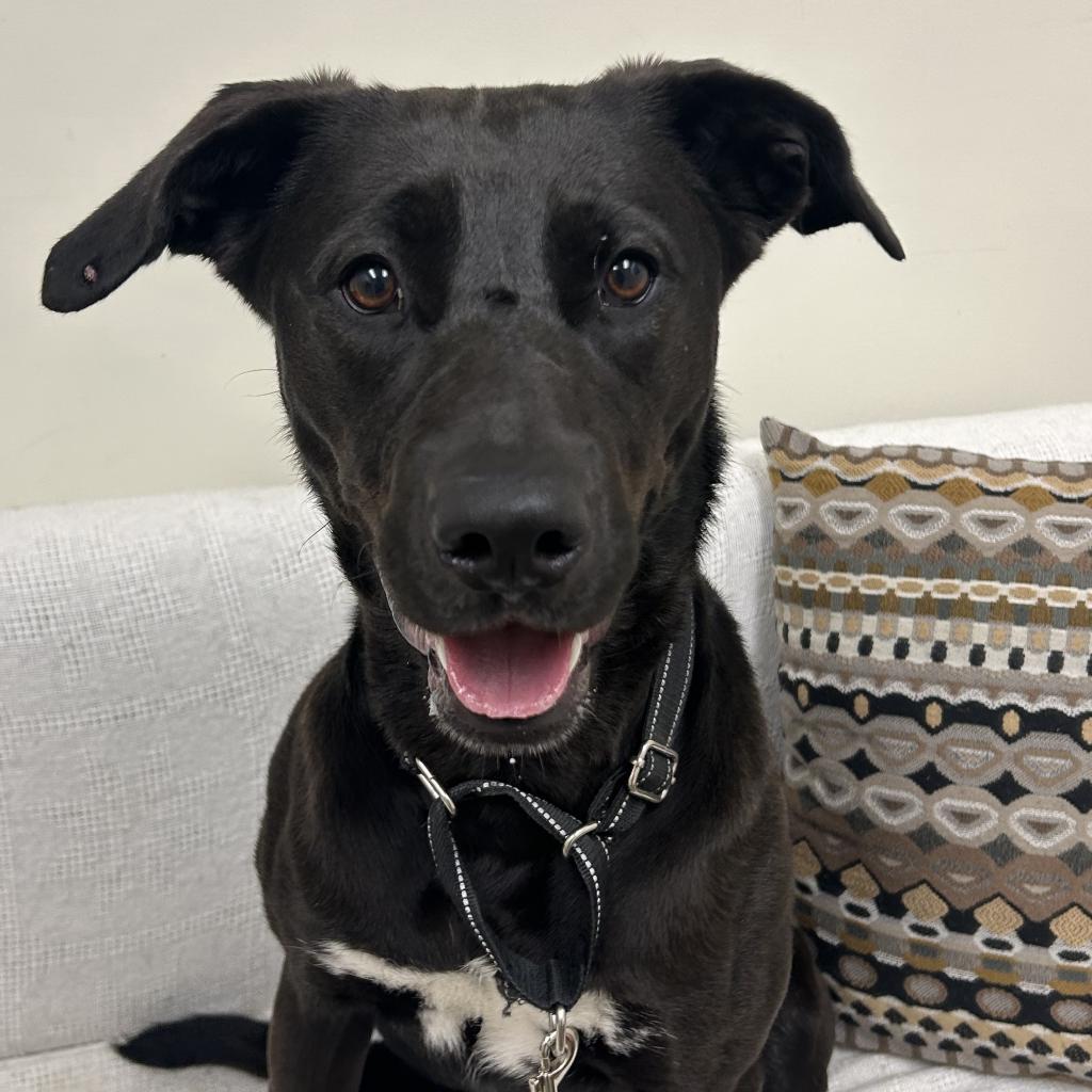 Jazzy, an adoptable Black Labrador Retriever in Thomaston, ME, 04861 | Photo Image 1