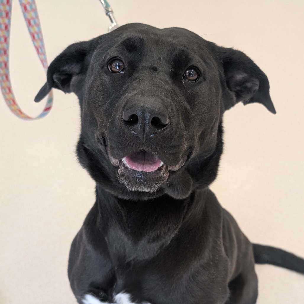 Jazzy, an adoptable Black Labrador Retriever, Shepherd in Thomaston, ME, 04861 | Photo Image 1