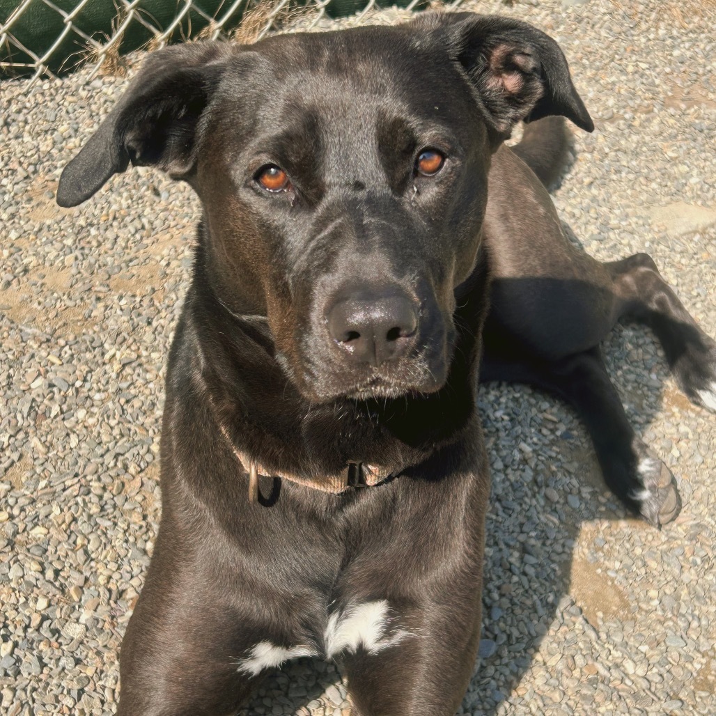 Jazzy, an adoptable Black Labrador Retriever, Shepherd in Thomaston, ME, 04861 | Photo Image 1