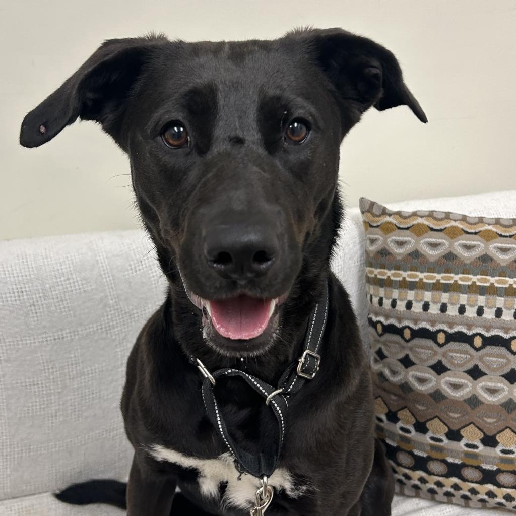 Jazzy, an adoptable Black Labrador Retriever, Shepherd in Thomaston, ME, 04861 | Photo Image 2