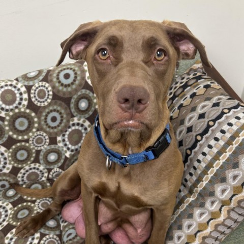 Summer, an adoptable Chocolate Labrador Retriever in Thomaston, ME, 04861 | Photo Image 1