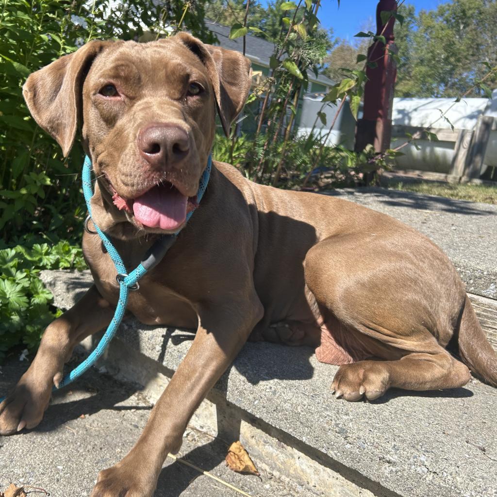 Summer, an adoptable Chocolate Labrador Retriever in Thomaston, ME, 04861 | Photo Image 1