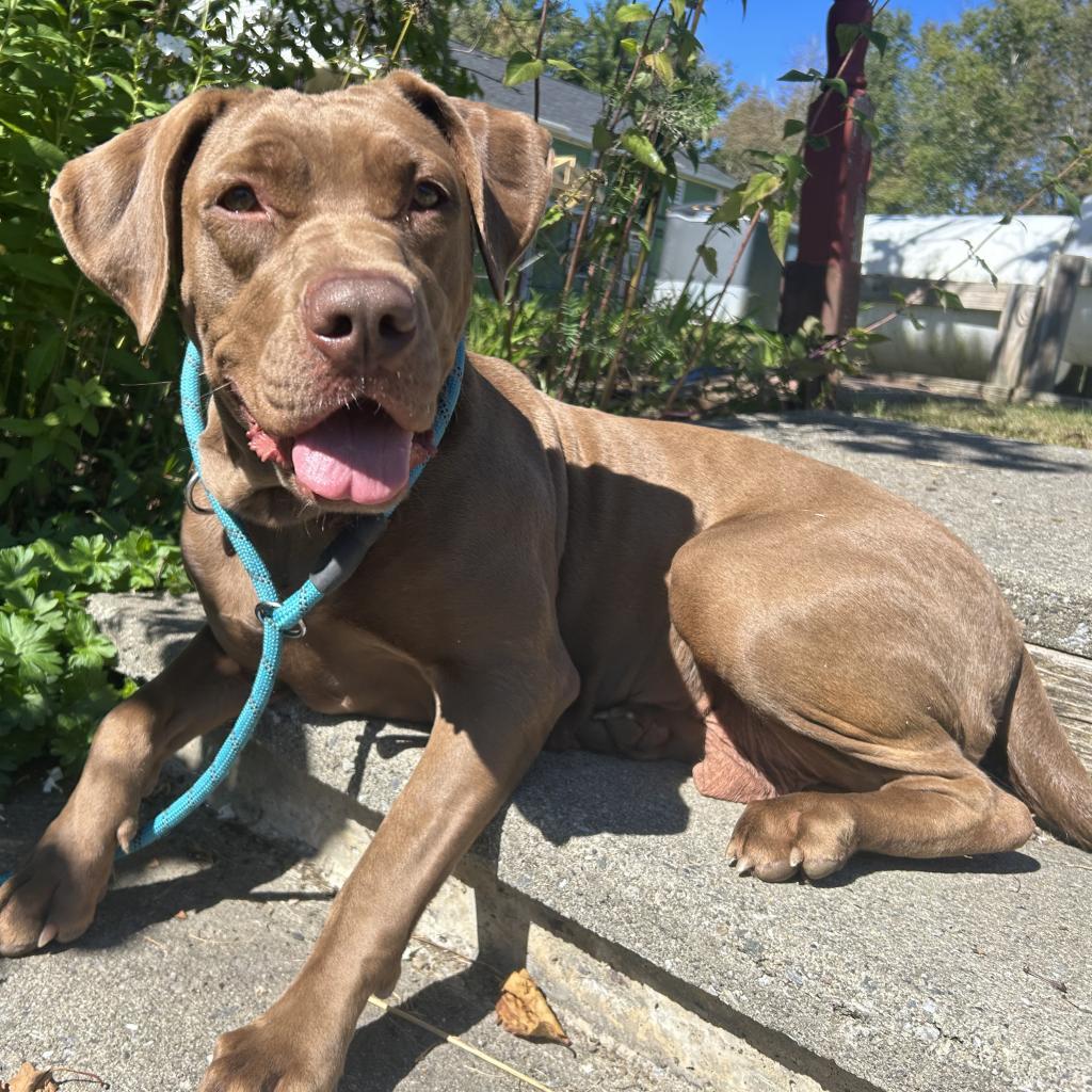 Summer, an adoptable Pit Bull Terrier in Thomaston, ME, 04861 | Photo Image 1