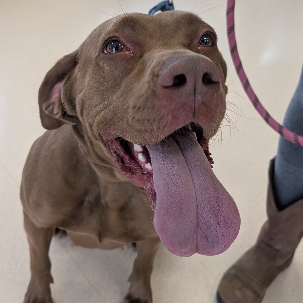 Summer, an adoptable Pit Bull Terrier in Thomaston, ME, 04861 | Photo Image 3