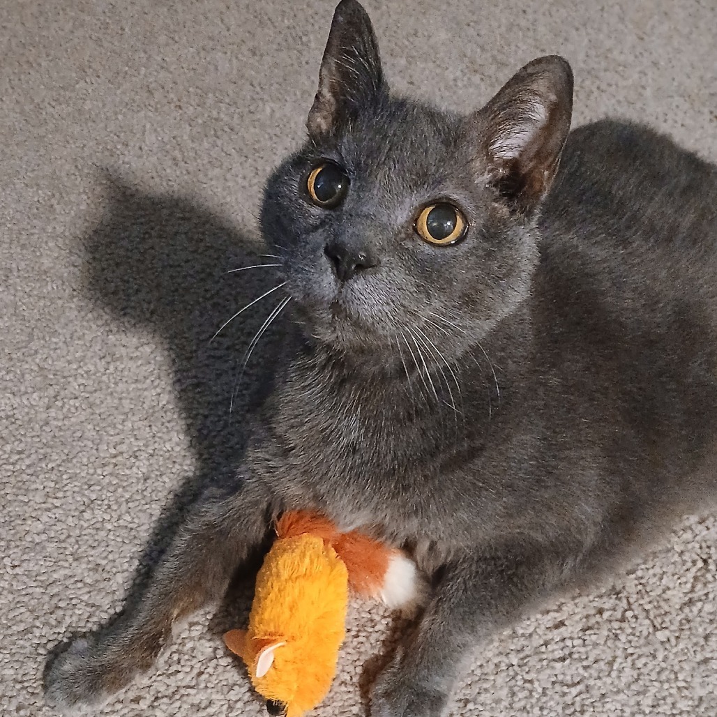 Stella Grey-Foster