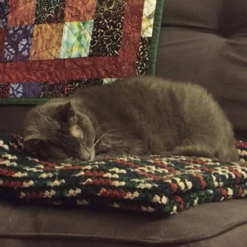Stella Grey-Foster
