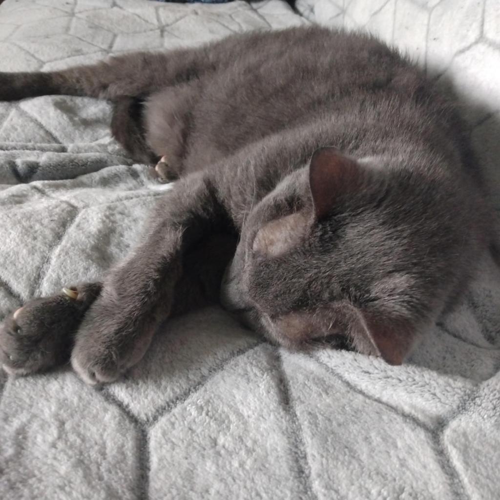 Stella Grey-Foster