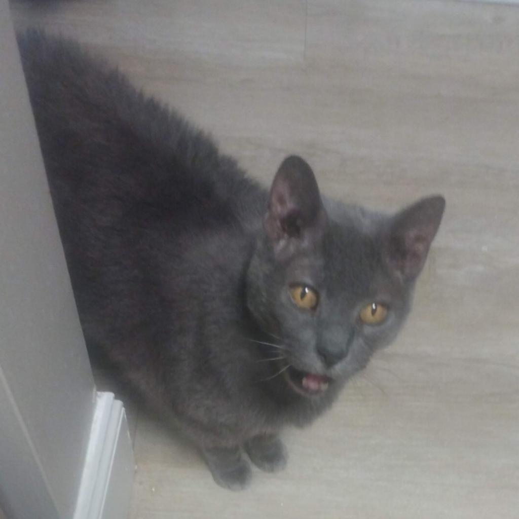 Stella Grey-Foster