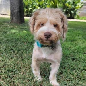 Harry, Adult Male Yorkshire Terrier