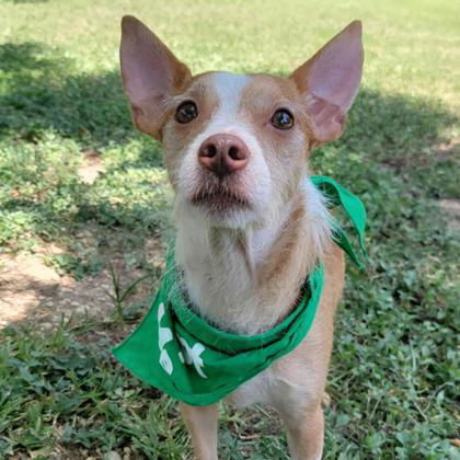 Toby, an adoptable Basenji in Waco, TX, 76702 | Photo Image 1