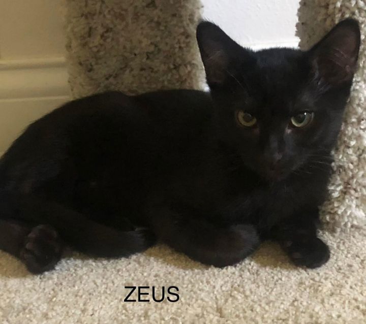 Zeus (adoption fee sponsored w/Flora) 2