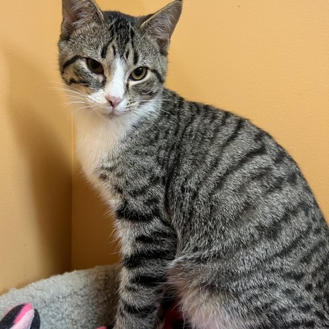 Klaus, an adoptable Domestic Short Hair in Wadena, MN, 56482 | Photo Image 1