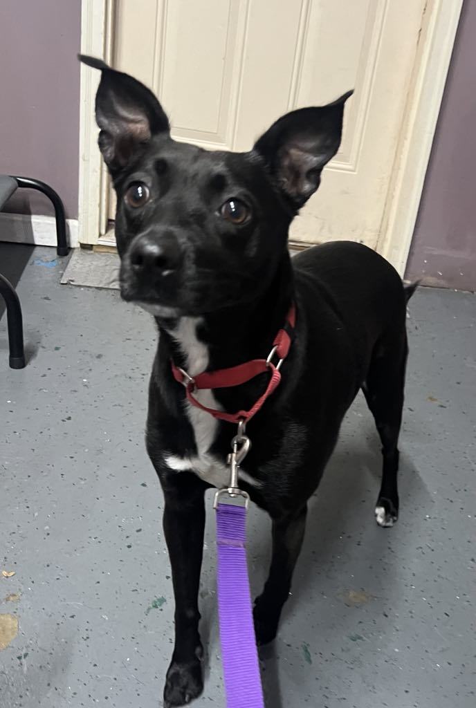 Aliyah, an adoptable Spitz, Rat Terrier in Kansas City, MO, 64114 | Photo Image 1