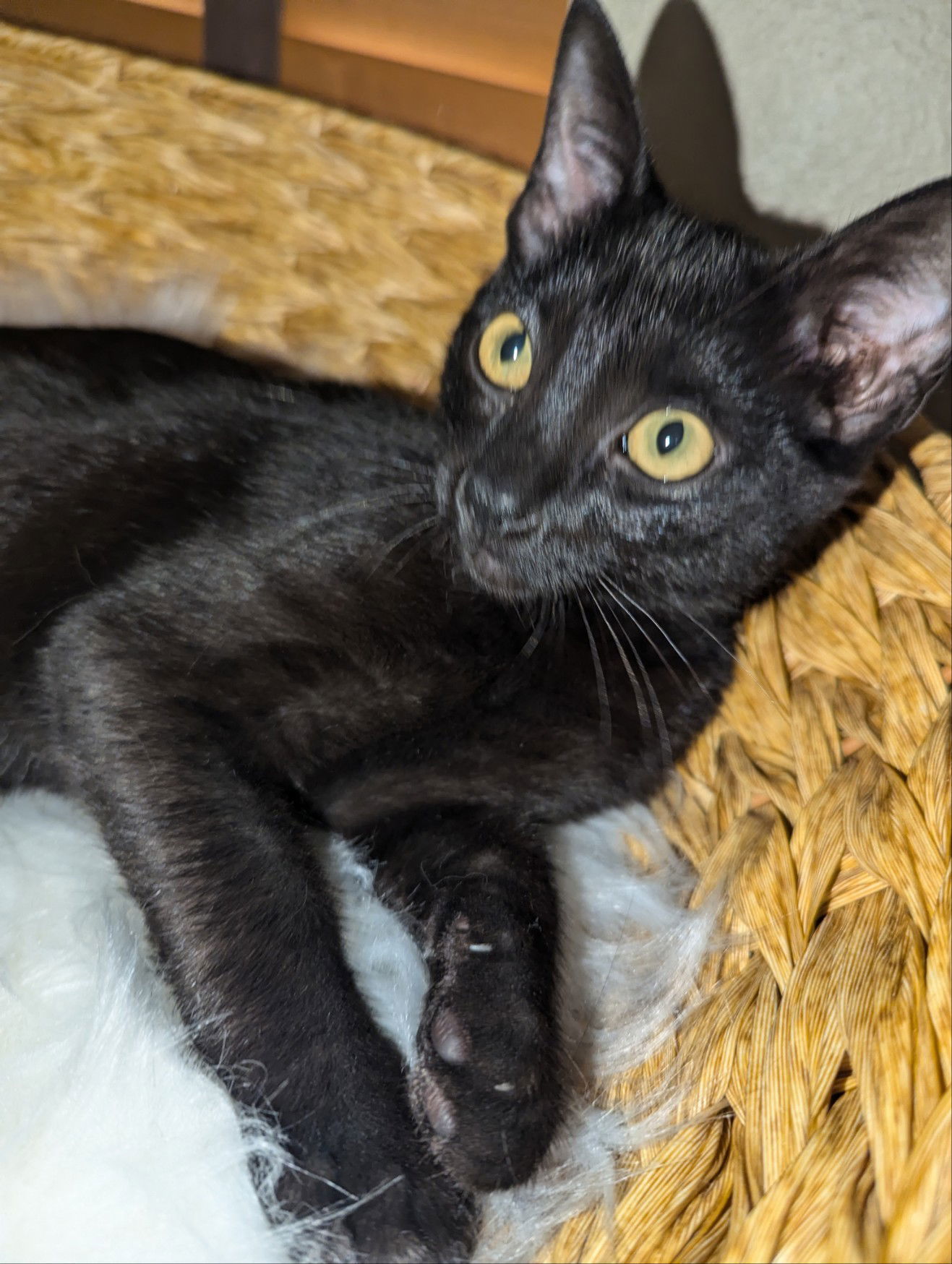 Nugget, an adoptable Burmese, Domestic Short Hair in Cypress, TX, 77433 | Photo Image 1