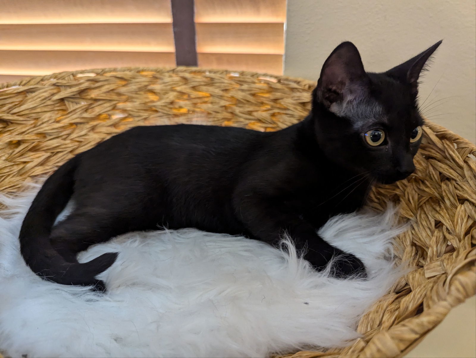 Nugget, an adoptable Burmese, Domestic Short Hair in Cypress, TX, 77433 | Photo Image 2