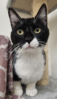 Felix, an adoptable Domestic Short Hair in Granbury, TX, 76048 | Photo Image 1