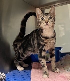 Regina, an adoptable Domestic Short Hair in Granbury, TX, 76048 | Photo Image 1