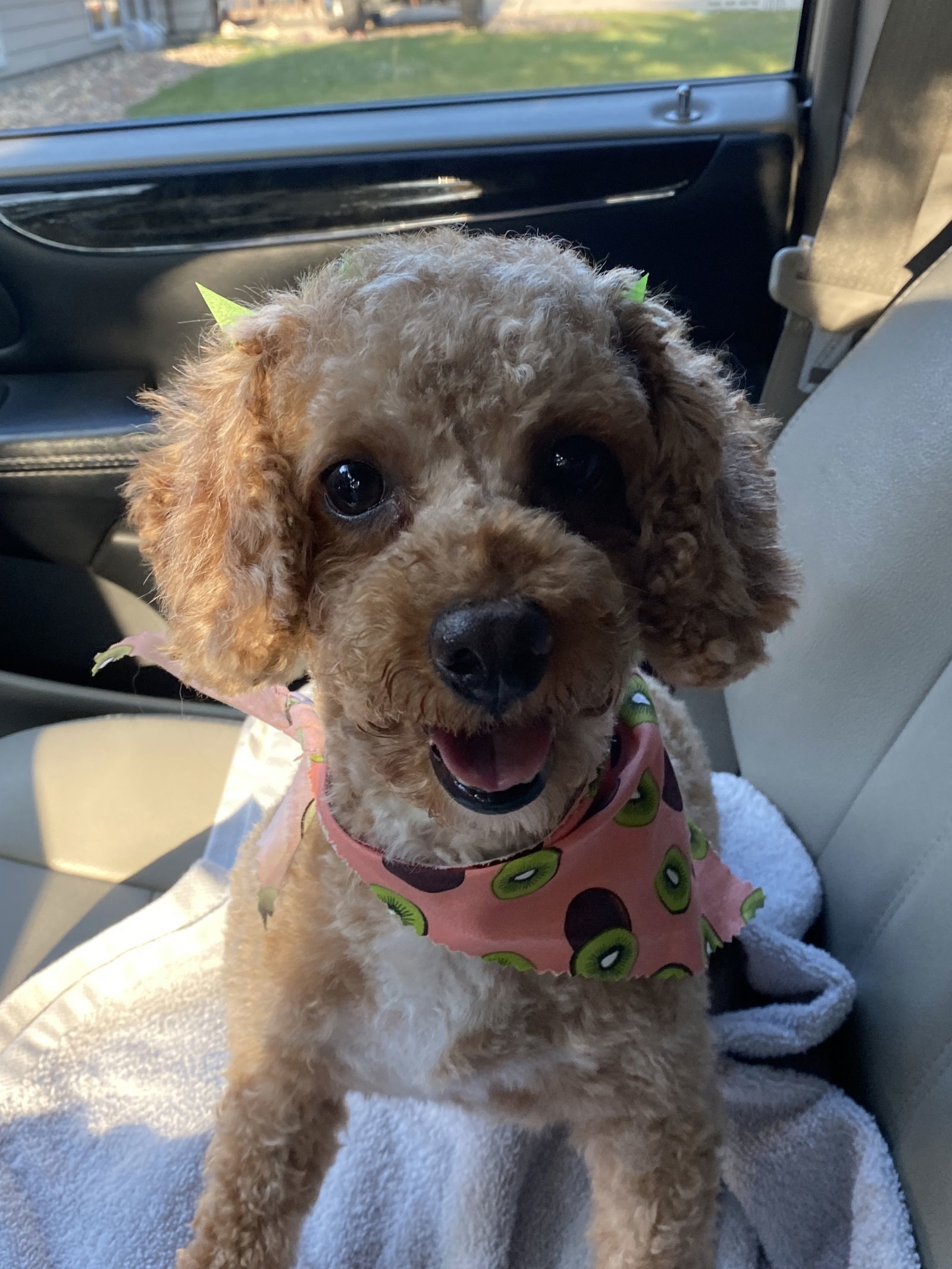 Trixie, an adoptable Poodle in Brandon, SD, 57005 | Photo Image 1