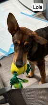 Lola photo 2