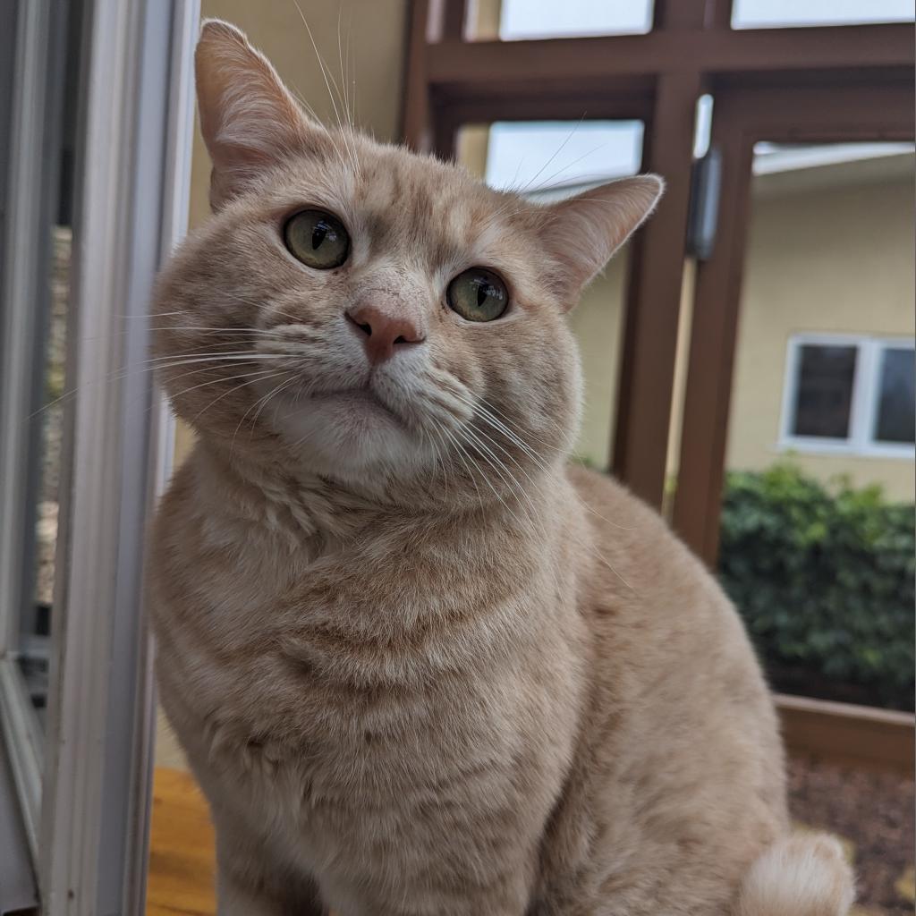 Biscuit (Cotton), an adoptable Domestic Short Hair in Santa Barbara, CA, 93111 | Photo Image 1