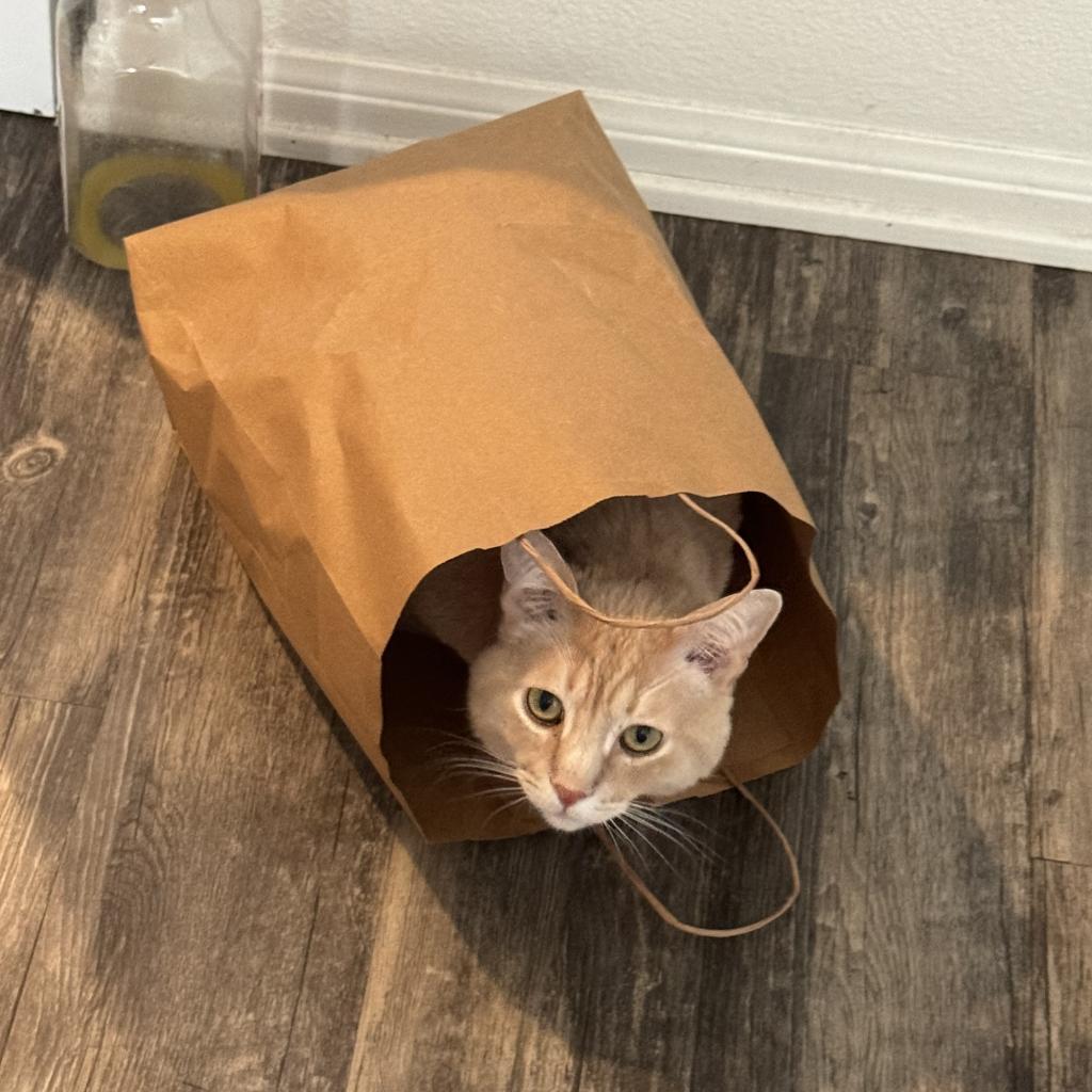Biscuit (Cotton), an adoptable Domestic Short Hair in Santa Barbara, CA, 93111 | Photo Image 3